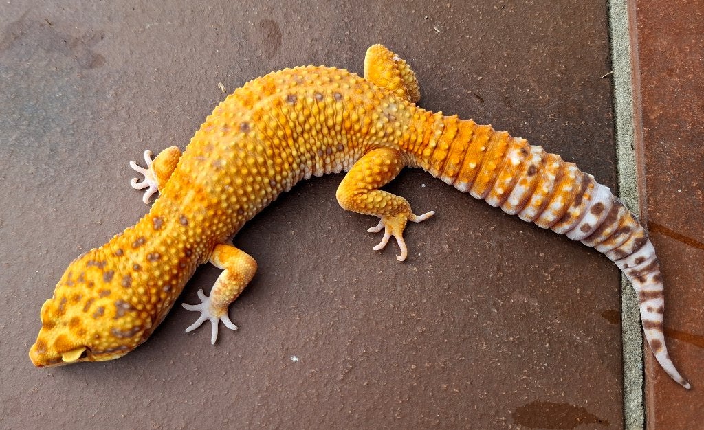 1.0 luipaardgecko. Kleurmorph tangerine mandarine tremper TA, Dieren en Toebehoren, Hagedis, Tam, 0 tot 2 jaar