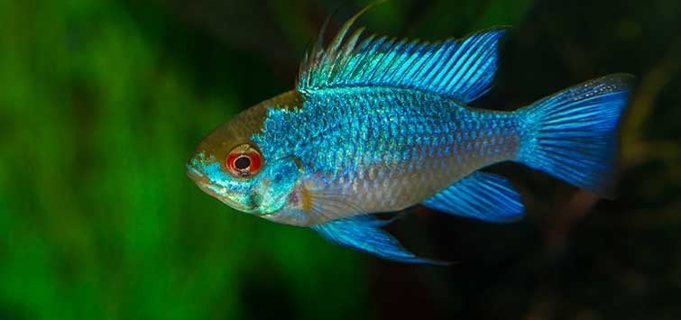 Electric blue rams te koop, Poisson, Poisson d'eau douce