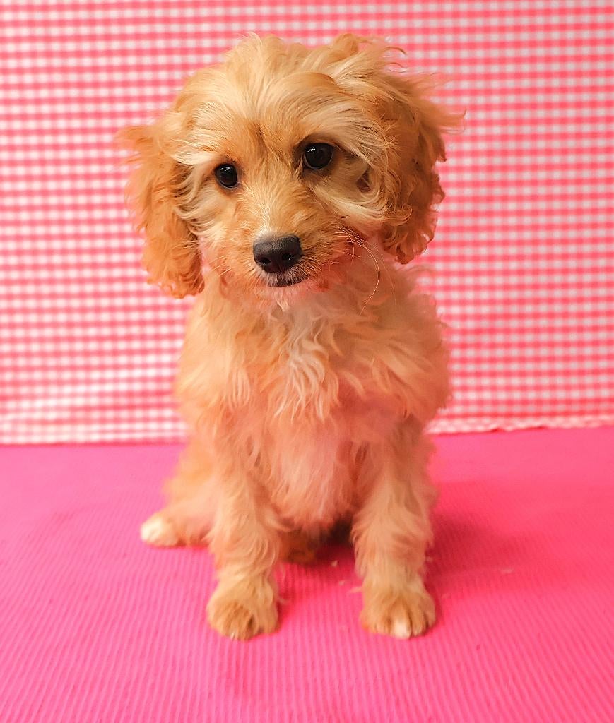 Magnifique chiot Cavapoo !, 15 semaines à 1 an, Étranger, Hépatite contagieuse (maladie de Rubarth), Chienne