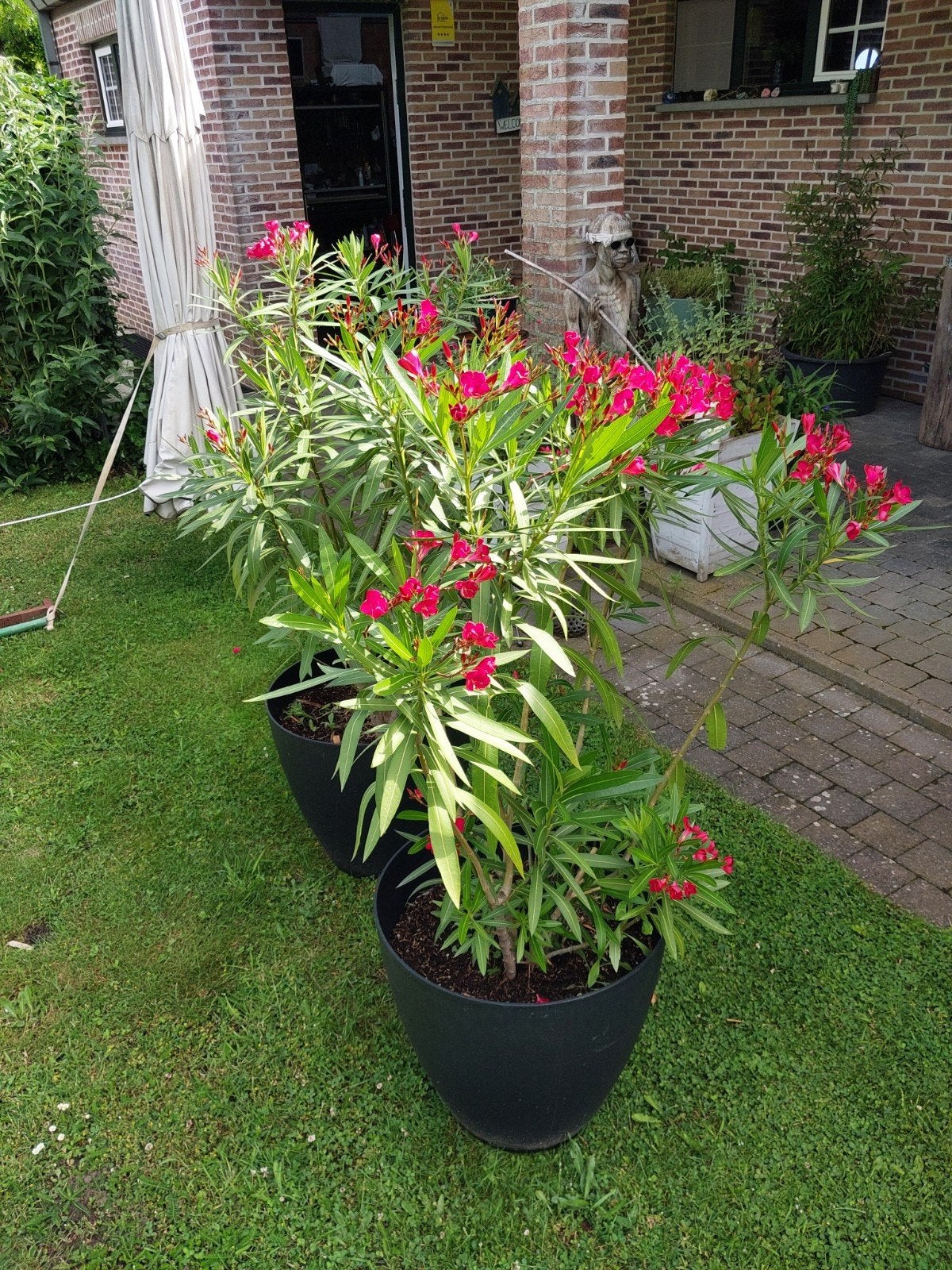 2 beaux grands lauriers roses (120 cm) dans un pot extérieur, Enlèvement, Été