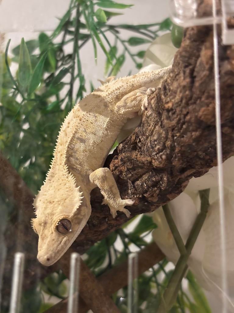 SALE IF PAYED IN FULL! 1.0 high white drippy wimpergekko man, Dieren en Toebehoren, Reptielen en Amfibieën