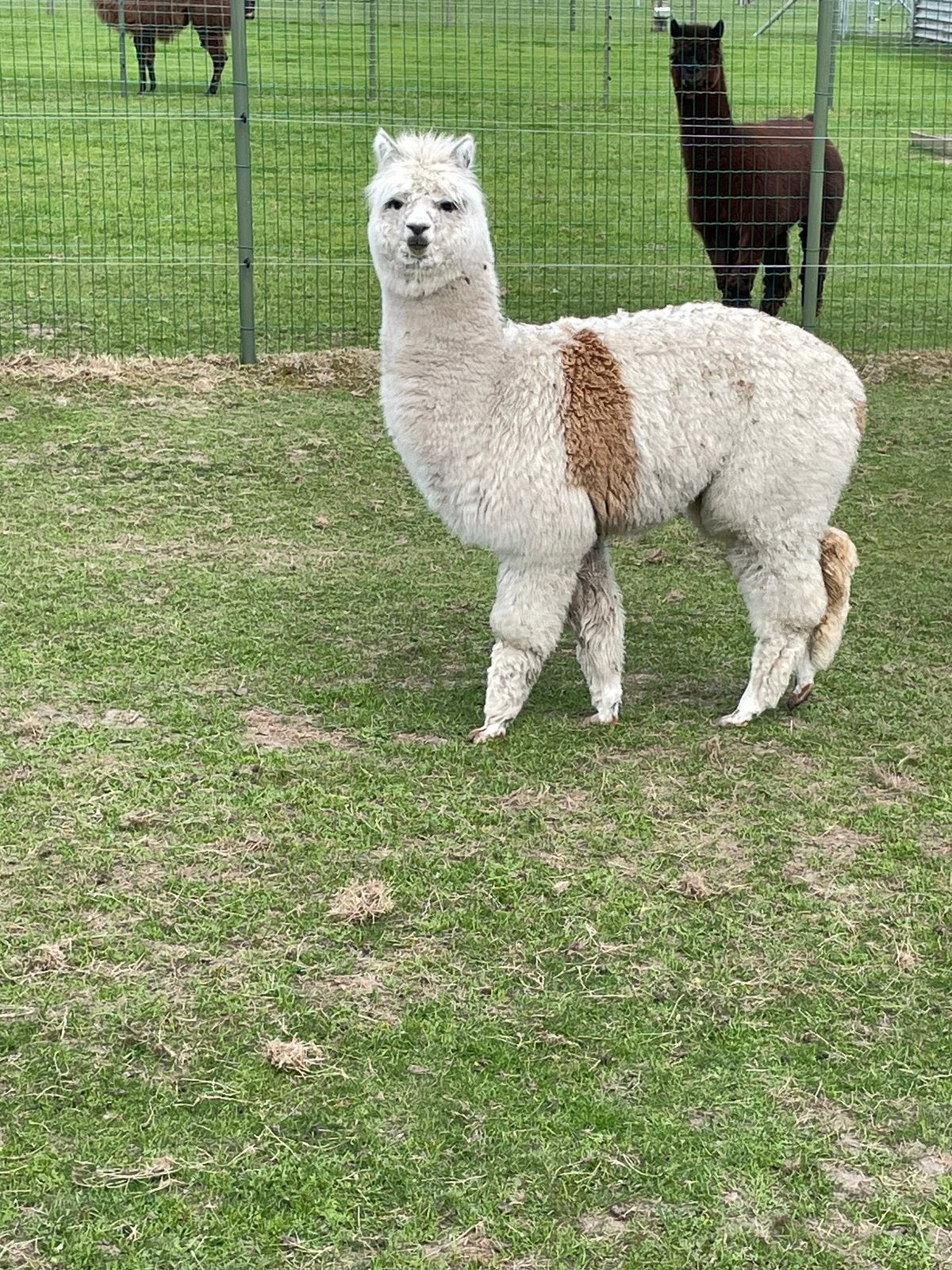 Alpaca merrie, Dieren en Toebehoren, Juni, Vrouwelijk