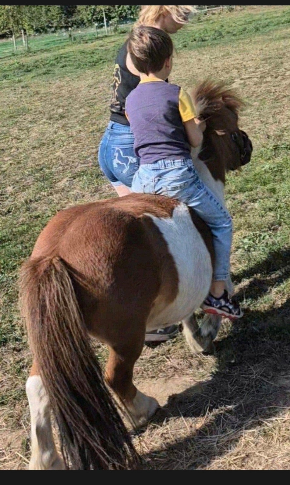 therapie pony zoekt nieuwe thuis, Avec puce électronique, 11 ans ou plus, Hongre, Débourré