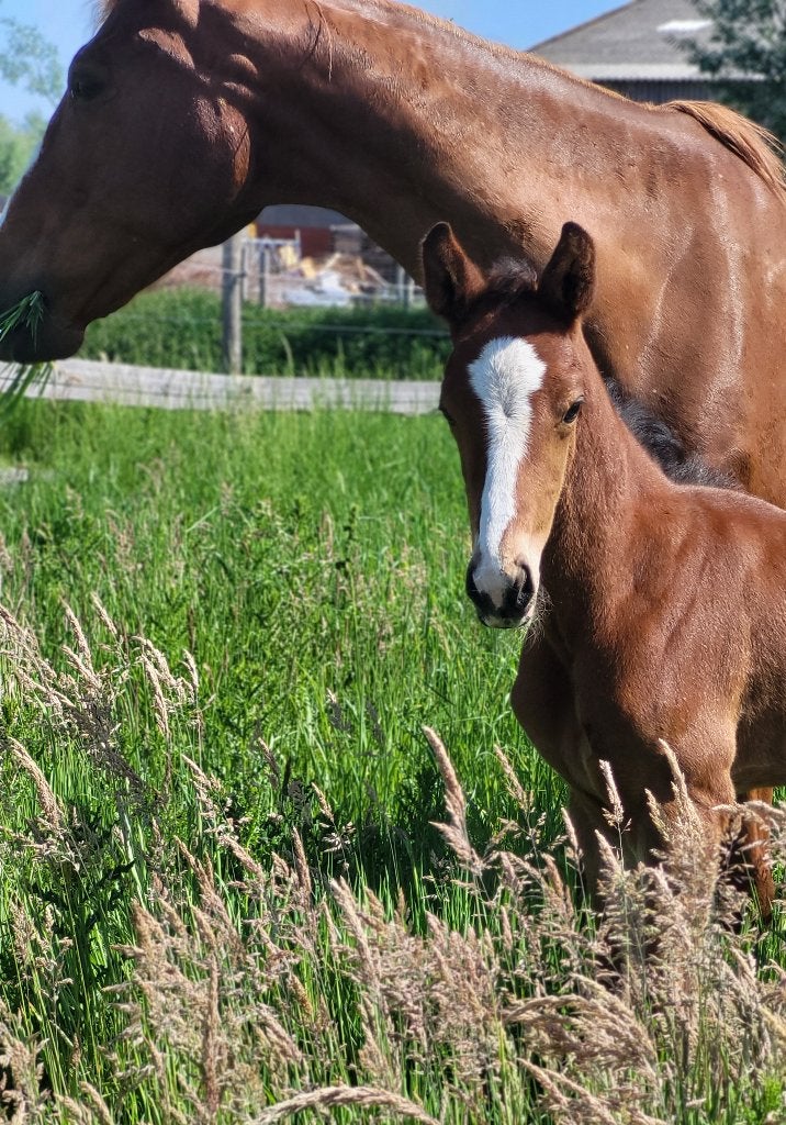 Opvallend mooi dressuur sportveulen met topkarakter, Animaux & Accessoires, Chevaux, Cheval de dressage, Étalon, 0 à 2 ans, Non dressé