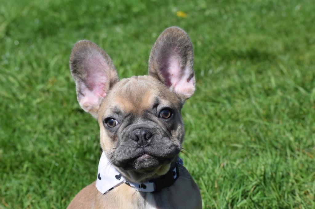 Chiot bouledogue français, 15 semaines à 1 an, Étranger, Hépatite contagieuse (maladie de Rubarth), Chienne