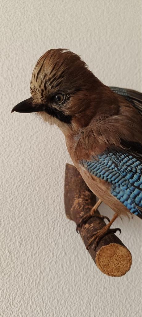 Opgezet Vlaamse gaai vogel taxidermie, Ophalen of Verzenden
