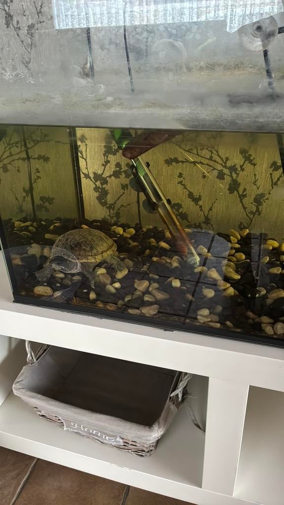 Schildpadden, Ophalen, Inclusief toebehoren, Gebruikt, Filter