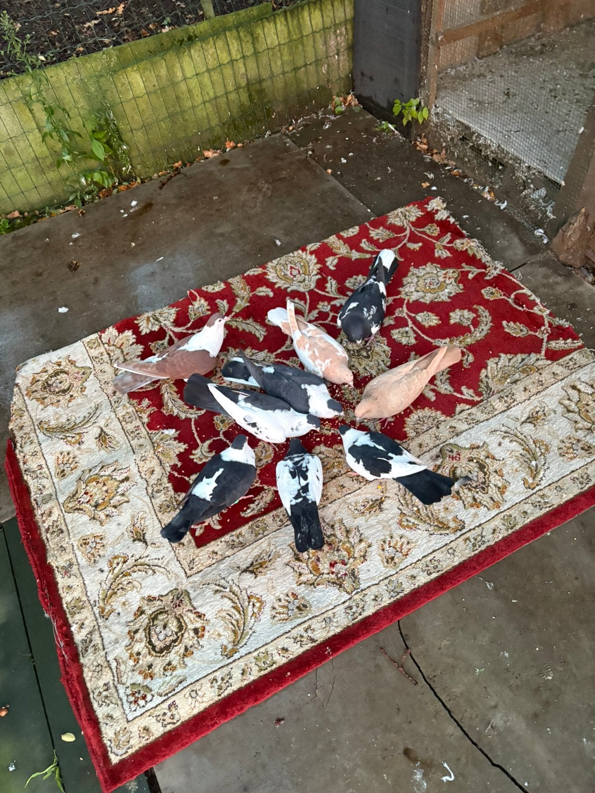 Verschillende duiven, met verschillende kleuren., Dieren en Toebehoren, Meerdere dieren, Overige soorten