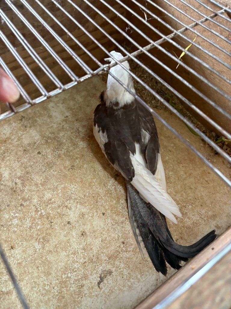 Valkparkieten van 2026, Plusieurs animaux, Perruche, Bagué