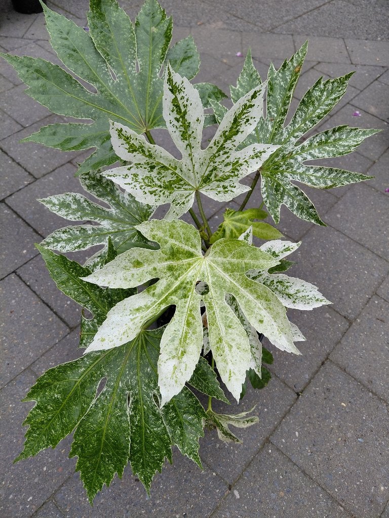 Fatsia Spiders's Web, Ophalen, Halfschaduw
