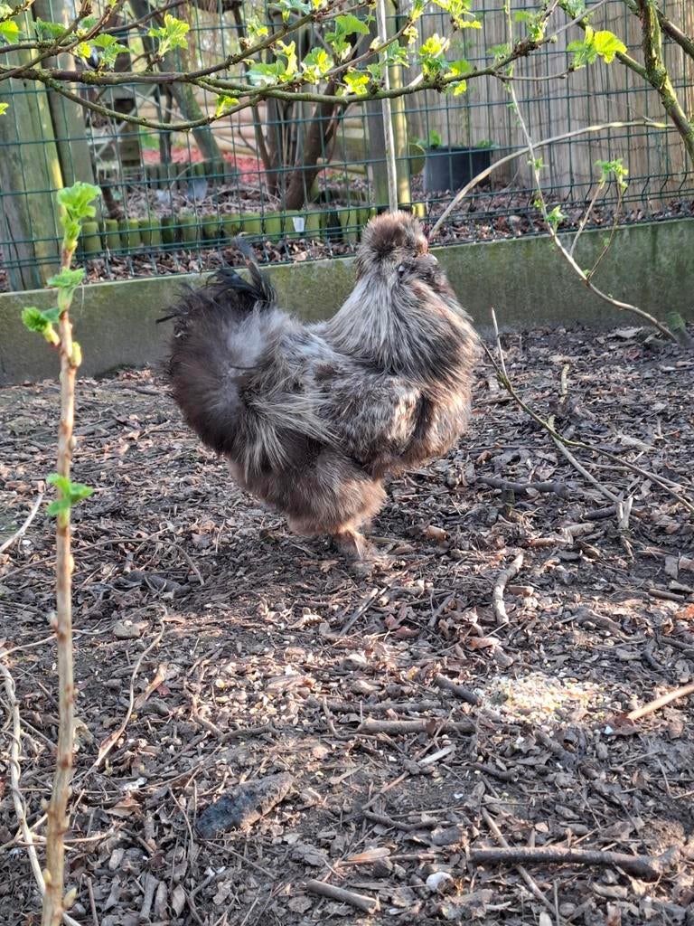 Un coq libre à choisir, pas à abattre, Mâle, Poule ou poulet