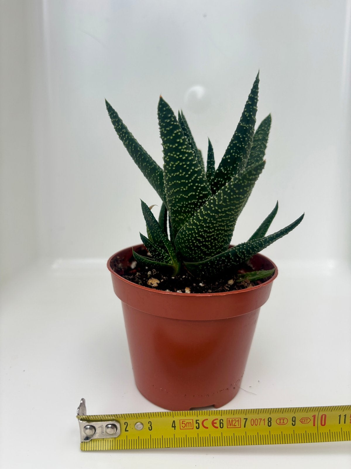 Gasterhaworthia ‘Royal Highness’, Maison & Meubles, Plante succulente, En pot, Enlèvement ou Envoi, Moins de 100 cm