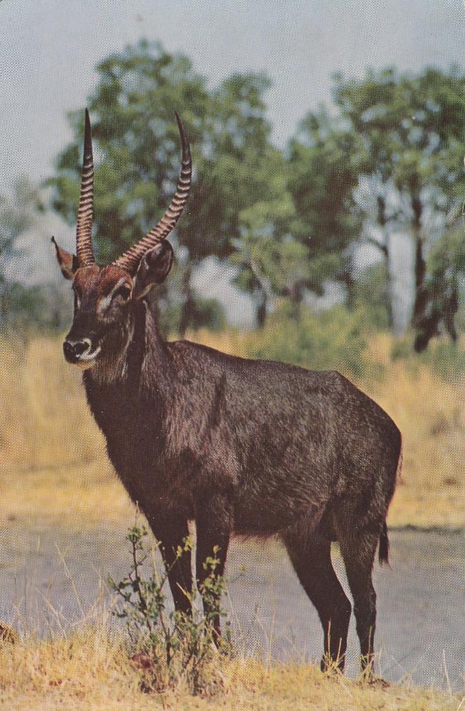 WATERBOK   ( Stier )  + Mooie postzegel Rhodesia, Verzamelen, Postkaarten | Dieren, Verzenden, Gelopen, Wild dier