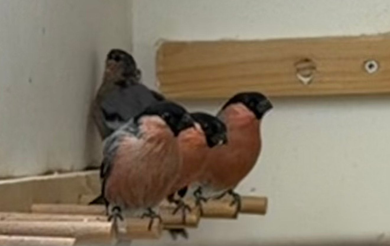 De Europese goudvink (Pyrrhula pyrrhula), Plusieurs animaux, Oiseau chanteur sauvage, Bagué