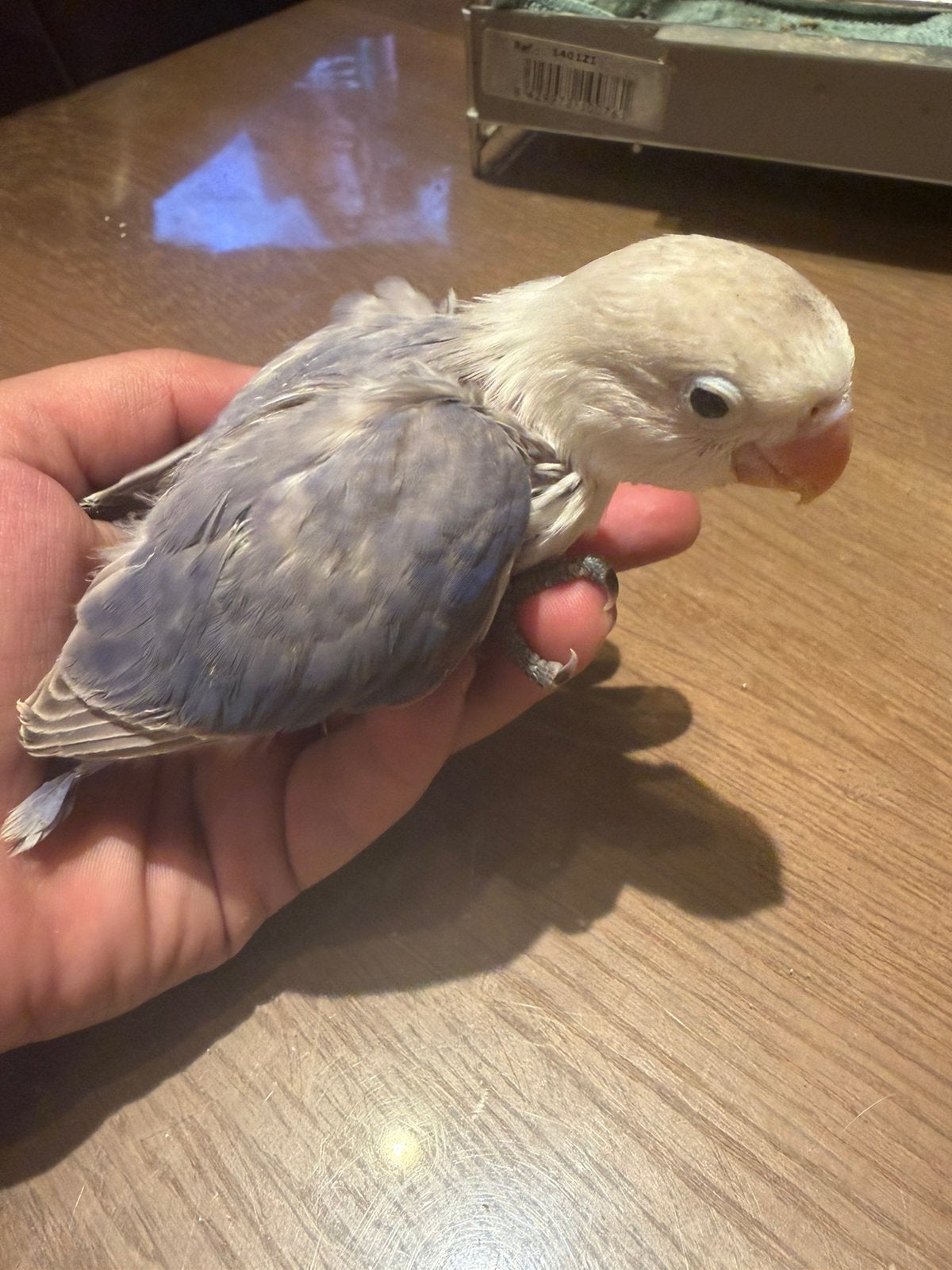 Dwergpapegaai, Dieren en Toebehoren