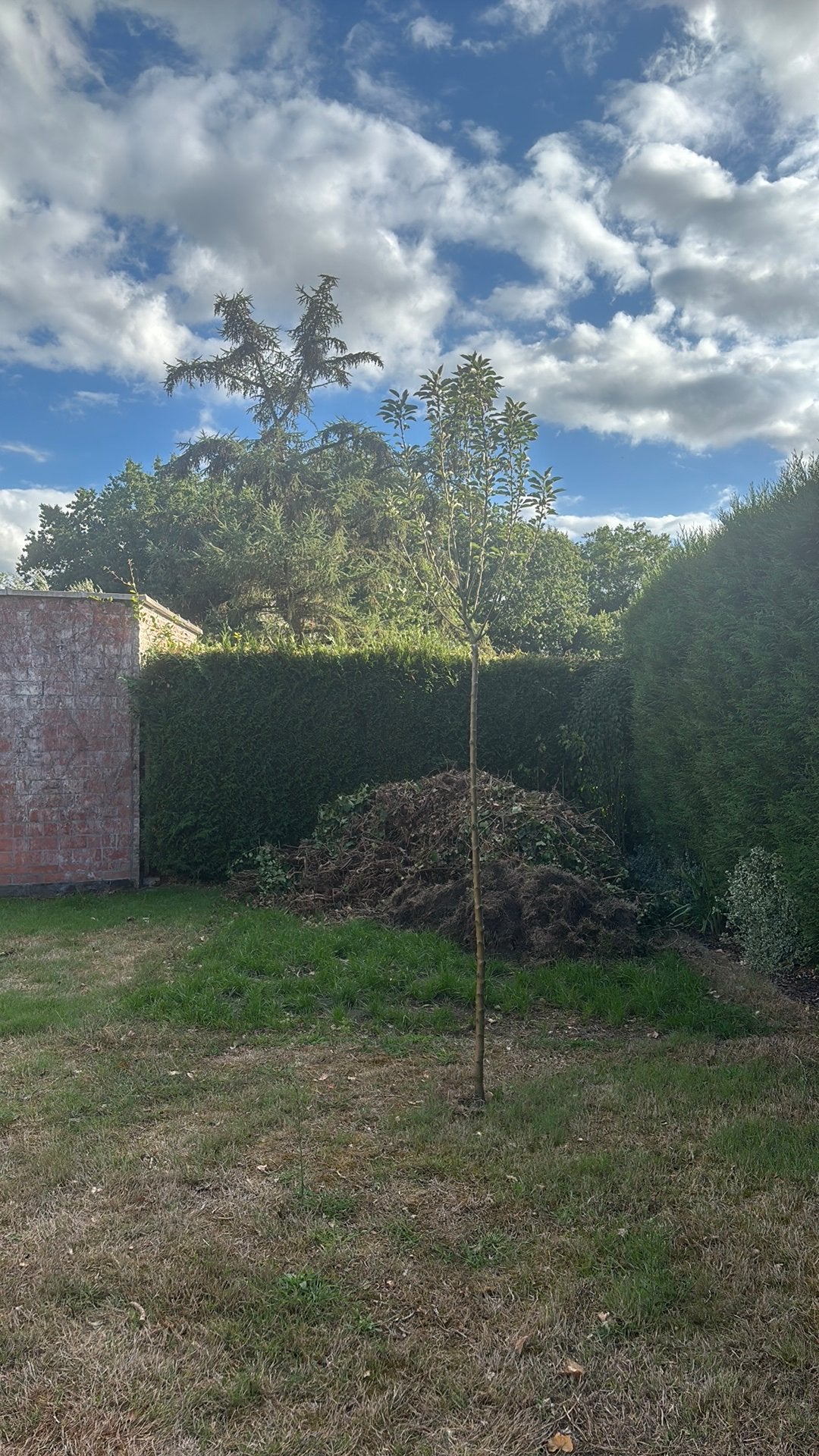 Appelboom, Ophalen, Volle zon, Overige soorten, 250 tot 400 cm