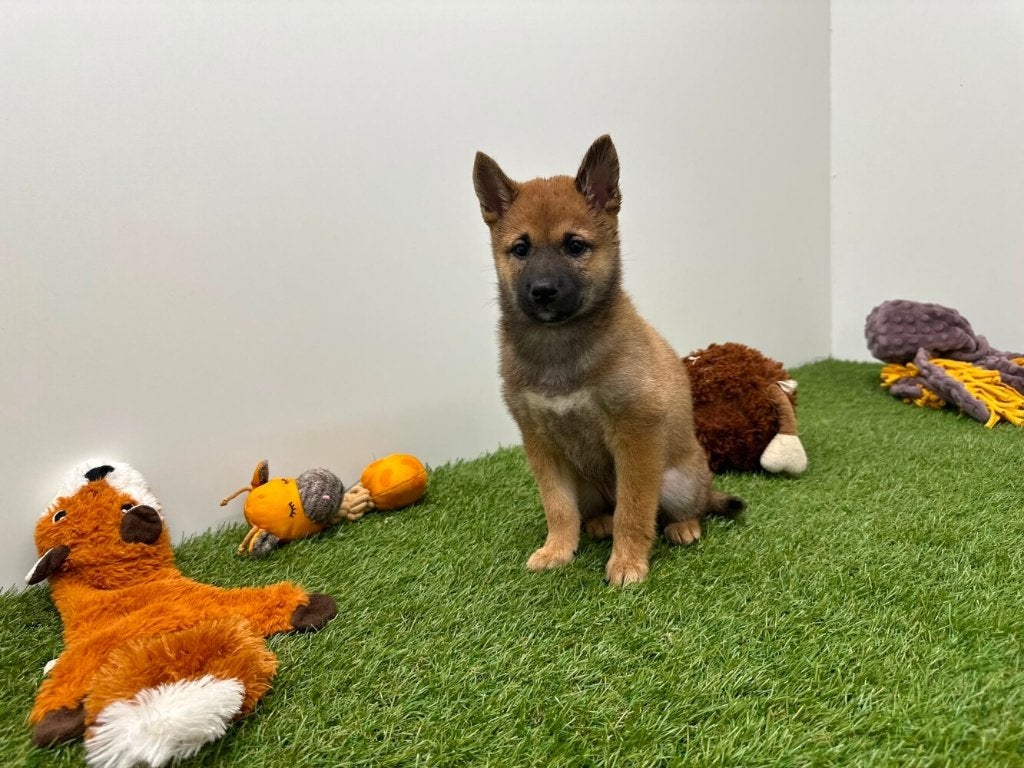 Chiots Shiba Inu, Maladie de Carré (chiens), Autres races, Plusieurs, Belgique