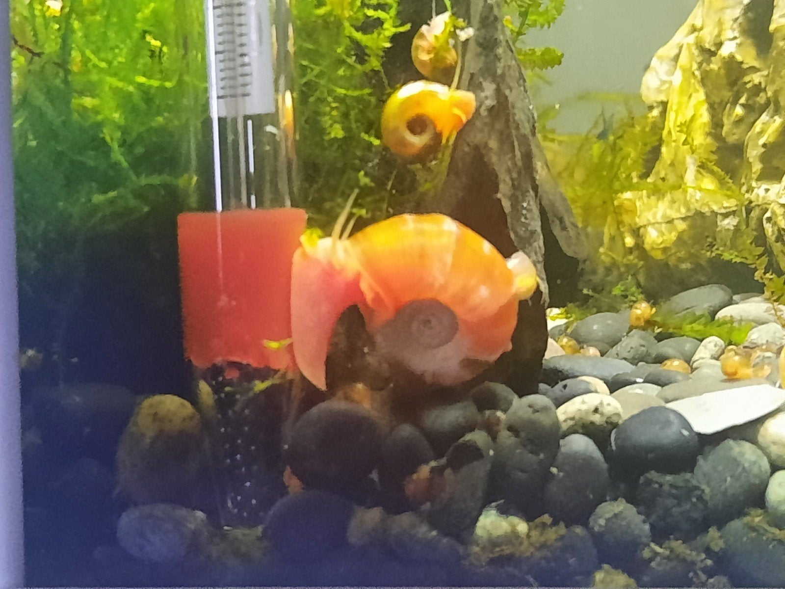 Posthoornslakken voor in vijver of aquarium