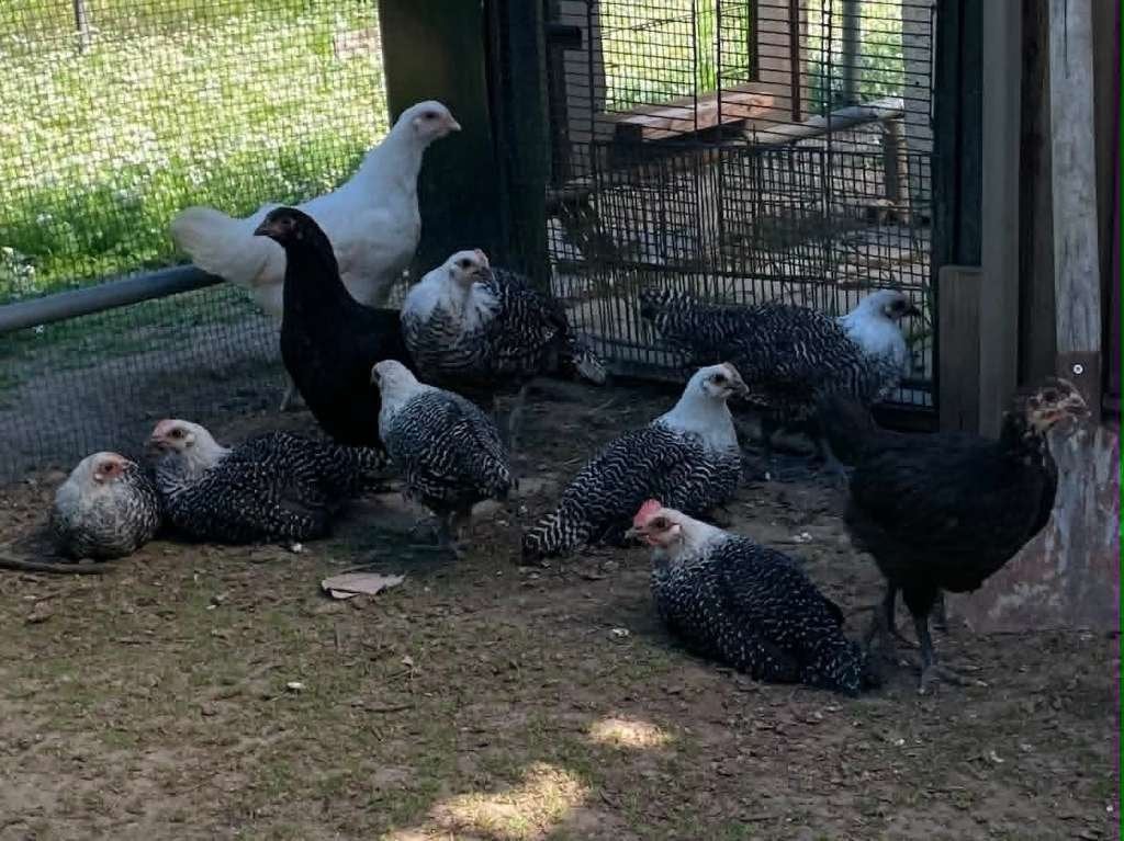 hennen te koop, Dieren en Toebehoren, Pluimvee, Vrouwelijk, Kip