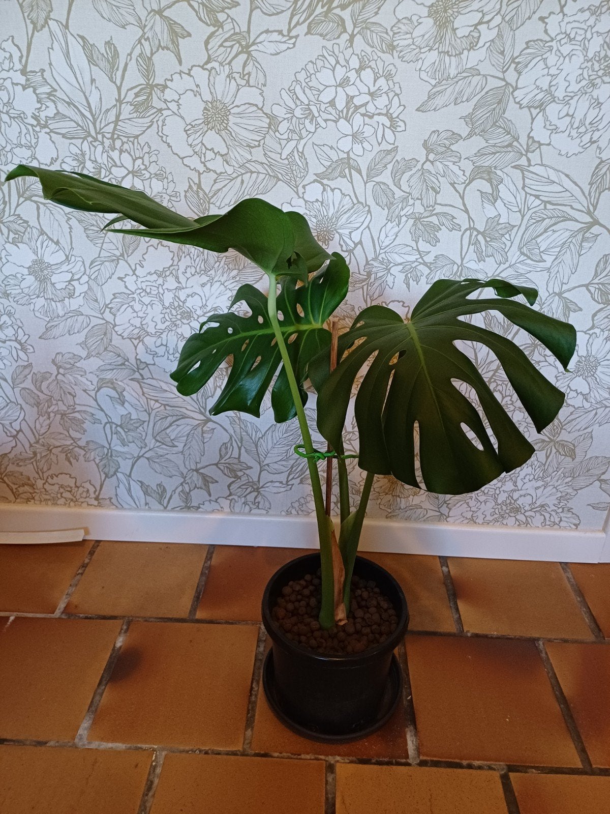 Monstera deliciosa, Enlèvement