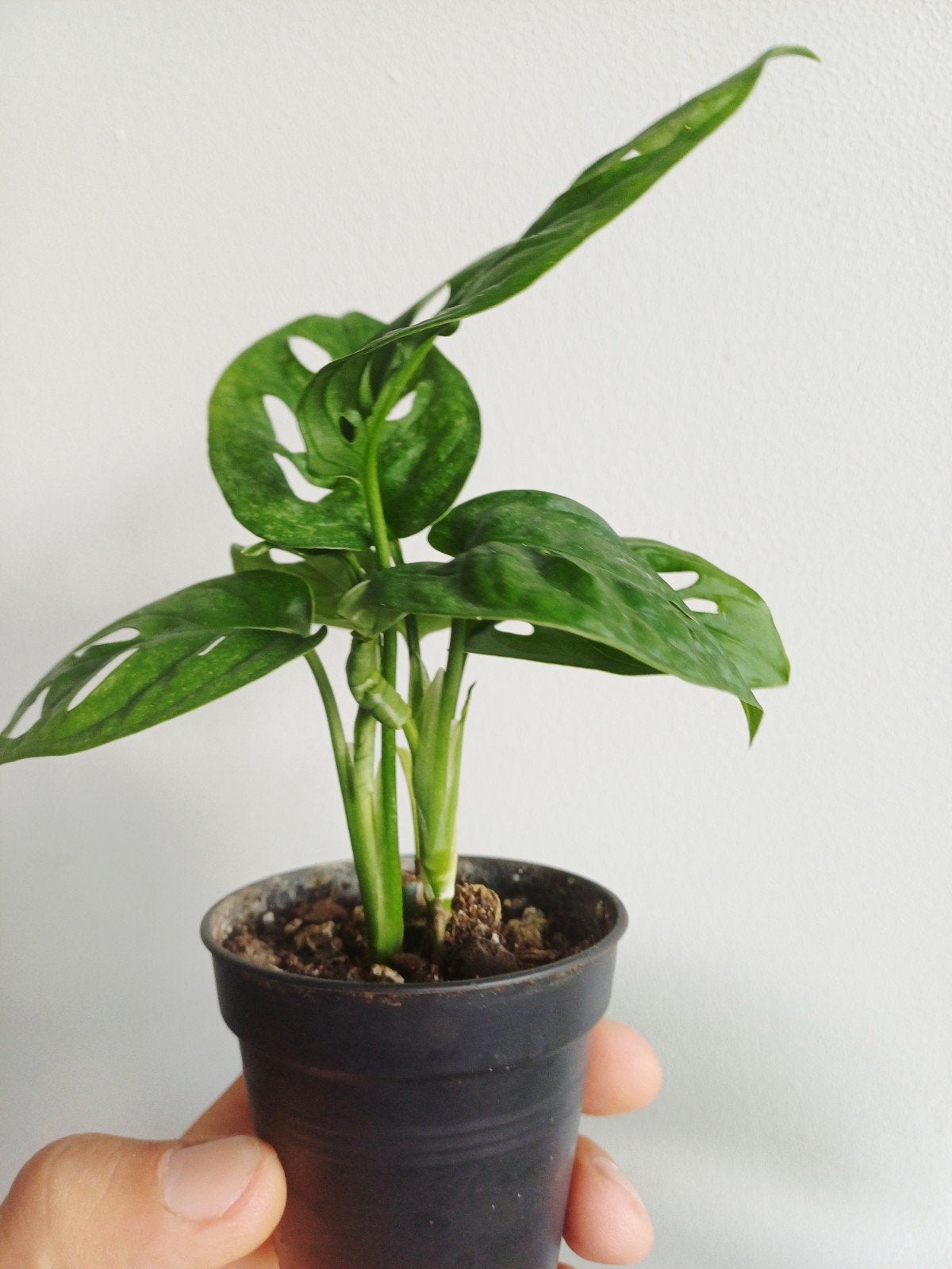 Monstera Adansonii Mint, Overige soorten, In pot, Minder dan 100 cm, Groene kamerplant