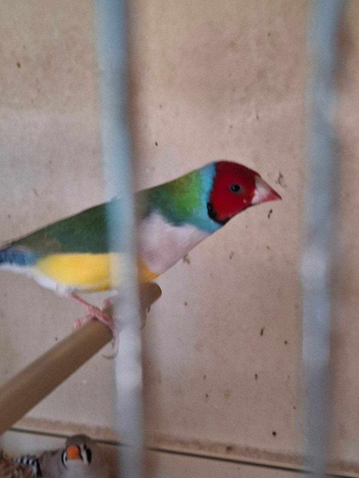 Gouldamadine