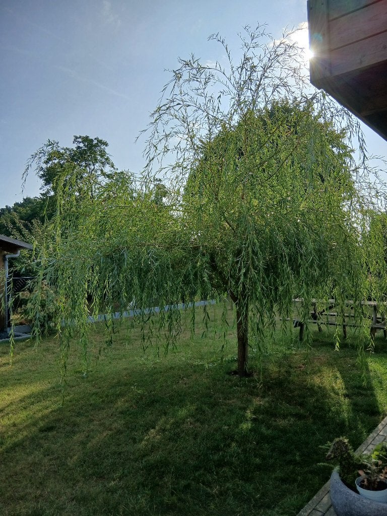 saule pleureur, Enlèvement, Arbre pleureur, 100 à 250 cm