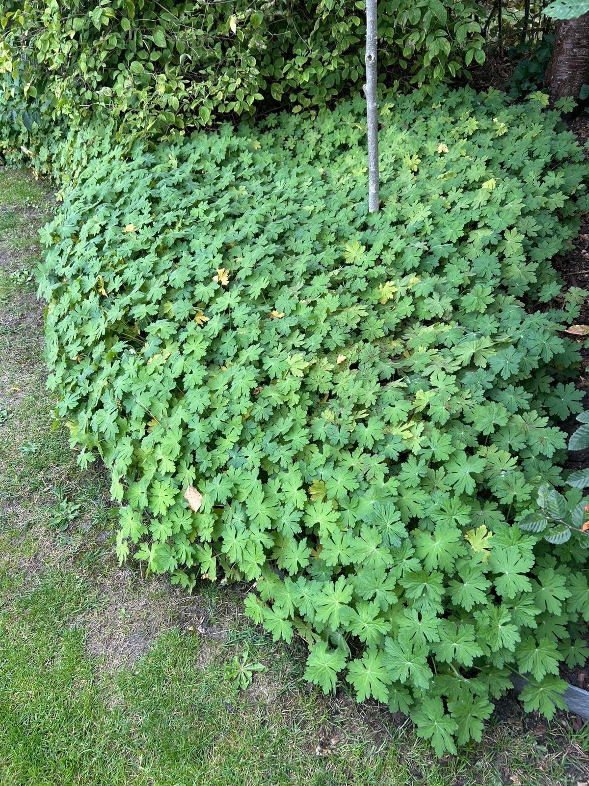 Geranium bodembedekker, Enlèvement