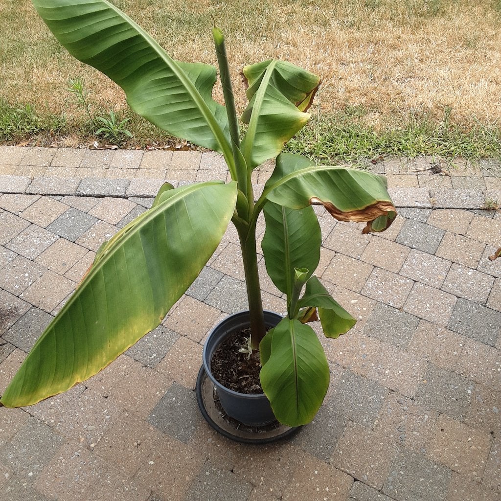 Jonge bananen planten, Tuin en Terras, Planten | Tuinplanten, Ophalen, Vaste plant, Overige soorten
