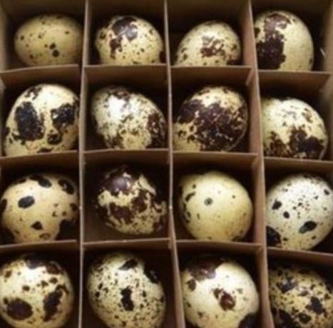 Bevruchte Japanse kwartel eitjes, Dieren en Toebehoren, Pluimvee, Vrouwelijk, Overige soorten