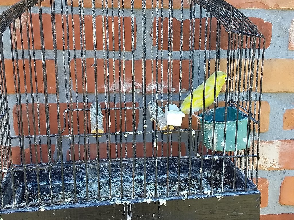 sijs man bruin df, Dieren en Toebehoren, Mannelijk, Wildzangvogel, Geringd
