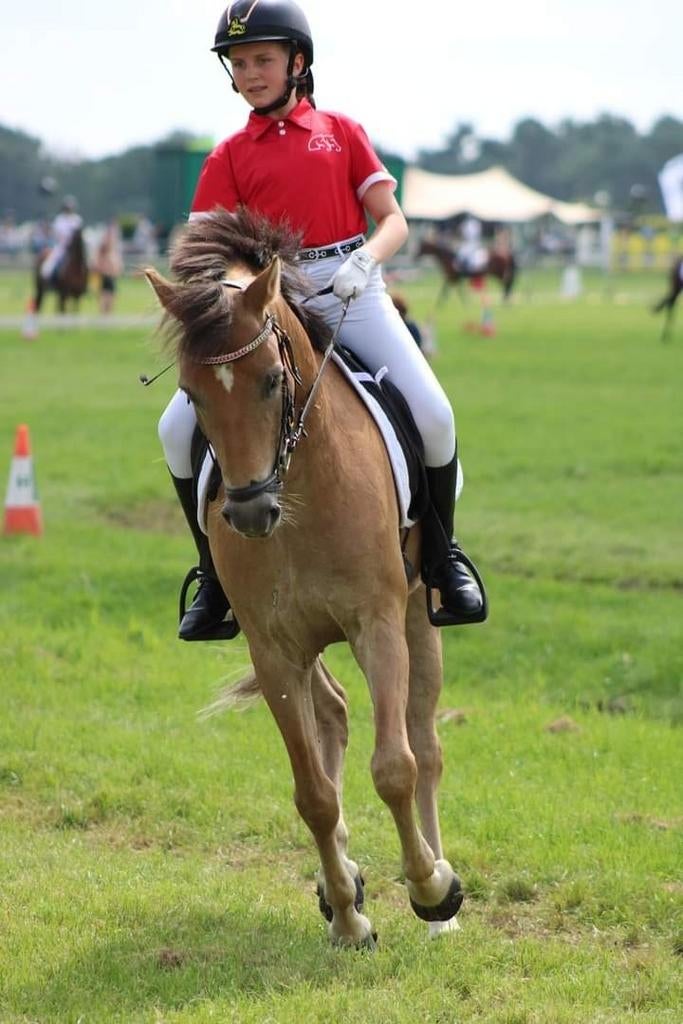 Te koop lieve, nuchtere, brave, grote D pony