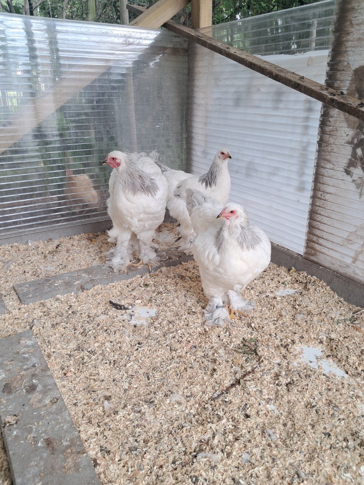 Brahma groothoeders, Dieren en Toebehoren, Pluimvee, Meerdere dieren, Kip