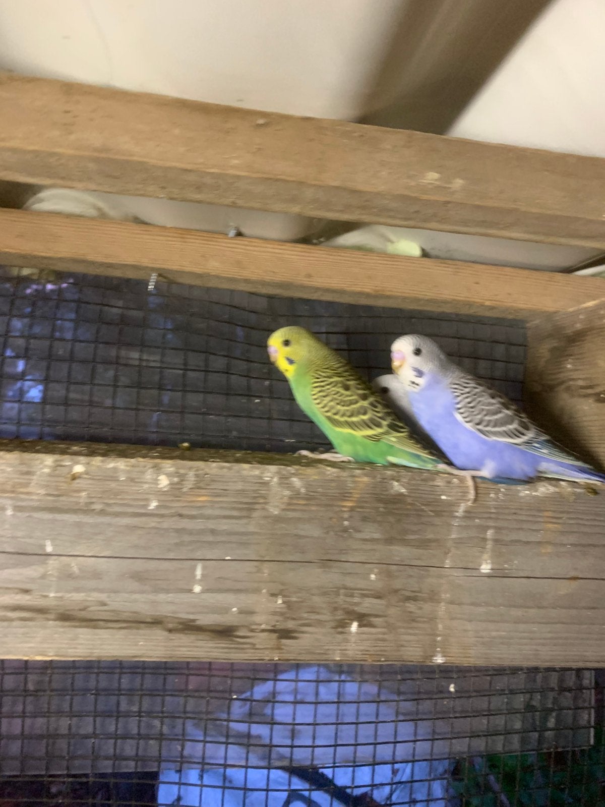 Jonge grasparkieten, Meerdere dieren, Parkiet