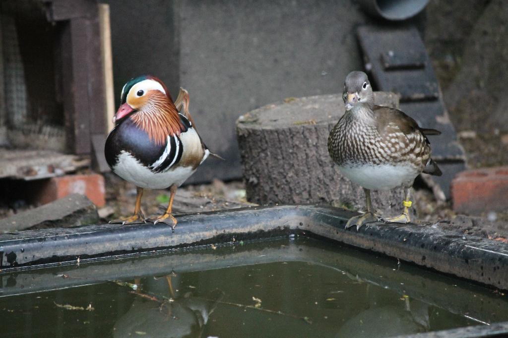 Mandarijn- en Carolina eenden, Dieren en Toebehoren, Pluimvee, Eend