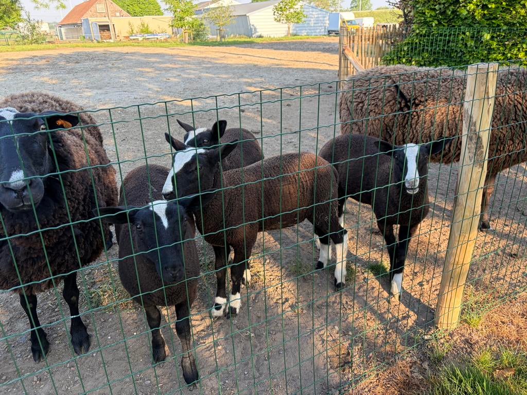 Zwartbleslammeren te koop 2 ooien