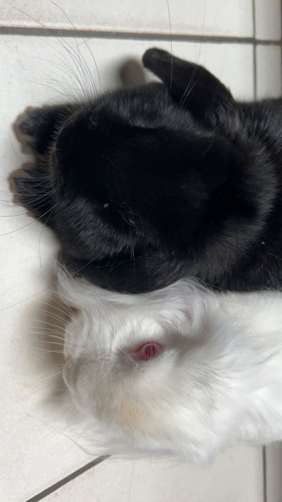 Lieve konijntjes zoeken een nieuw, liefdevol thuis, Dieren en Toebehoren, Konijnen, Meerdere dieren, Middelgroot, 0 tot 2 jaar