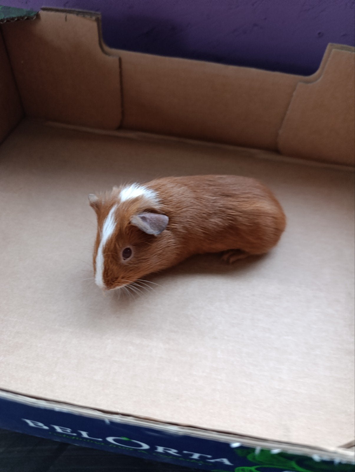 Jonge cavia's, Dieren en Toebehoren, Juni, Cavia