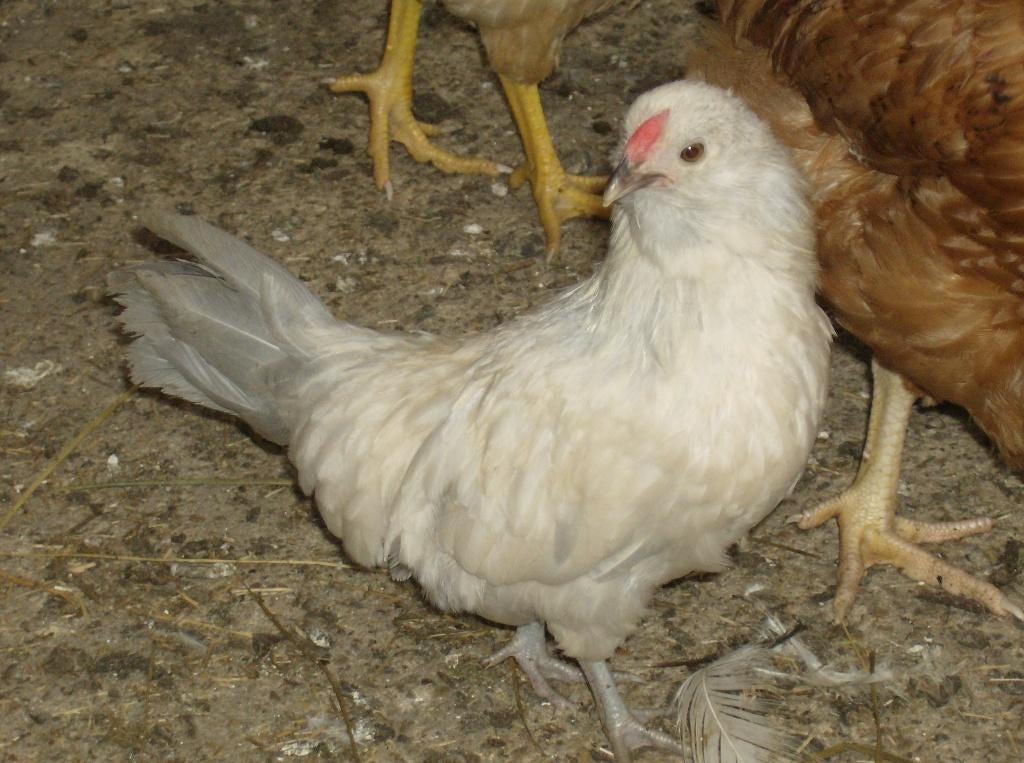 Antwerpse Baardkriel blauw, Plusieurs animaux, Poule ou poulet