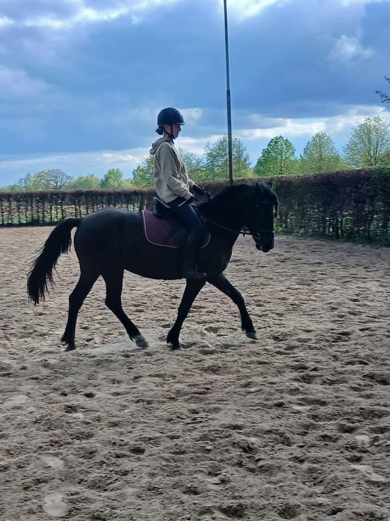 Mooie, leergierige 5 jarige d-pony merrie, Dieren en Toebehoren, Merrie, 3 tot 6 jaar, Recreatiepony, D pony (1.37m tot 1.48m)
