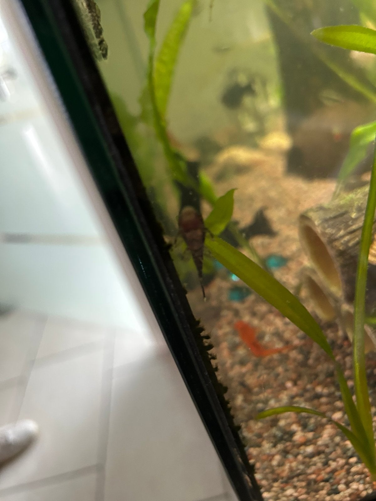 Baby bristelnose pleco’s, Dieren en Toebehoren, Vissen | Aquariumvissen
