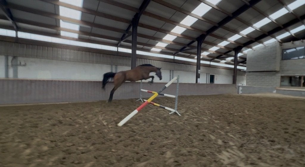 Halve stal, Animaux & Accessoires, Chevaux, Jument, Débourré, 165 à 170 cm, 11 ans ou plus, Cheval de saut, Avec pedigree, Avec puce électronique
