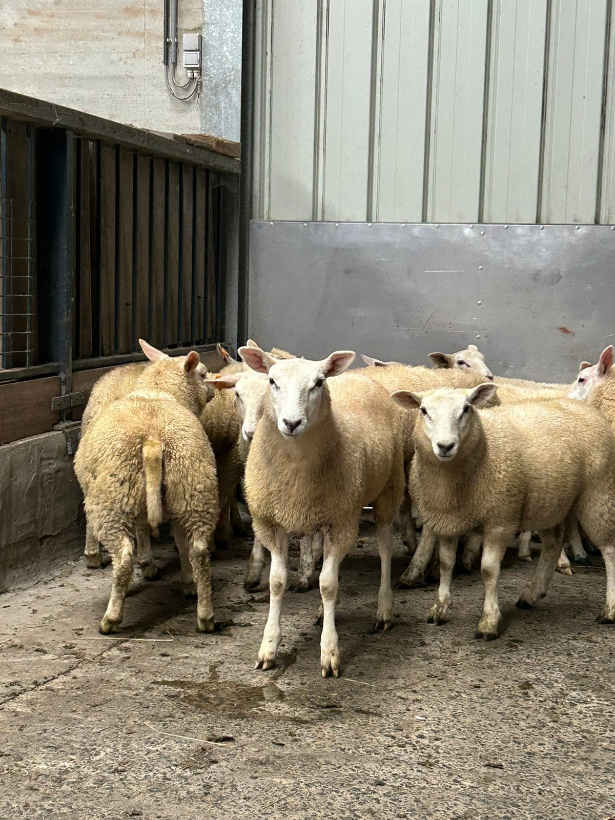 Keuze uit 25 mooie weide ooi  lammeren kruising swifter, Dieren en Toebehoren, Vrouwelijk, Schaap