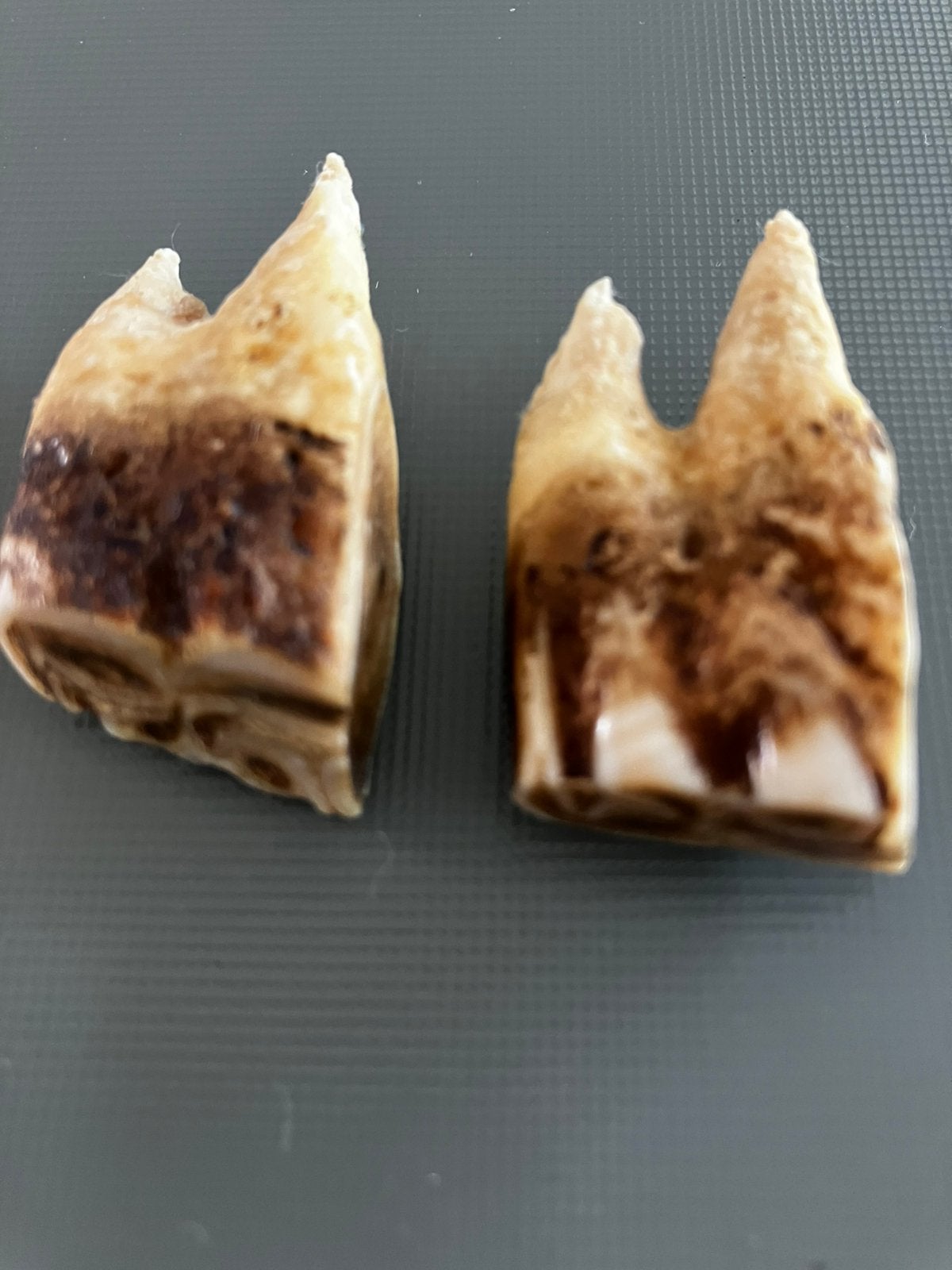 2 Paardentanden., Verzamelen, Ophalen of Verzenden