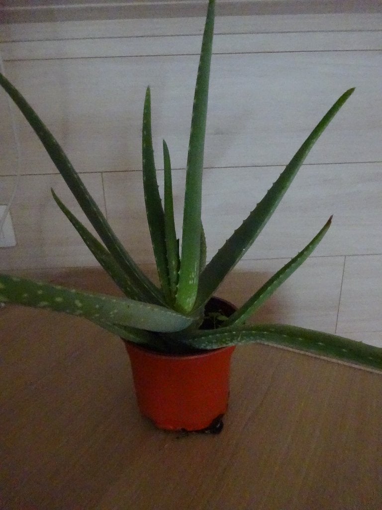 aloe vera plant, Jardin & Terrasse, Enlèvement, Ne fleurit pas, Plante fixe, Autres espèces