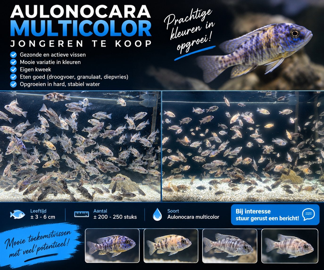 Aulonocara Multicolor jongeren, Animaux & Accessoires, Poissons | Poissons d'aquarium