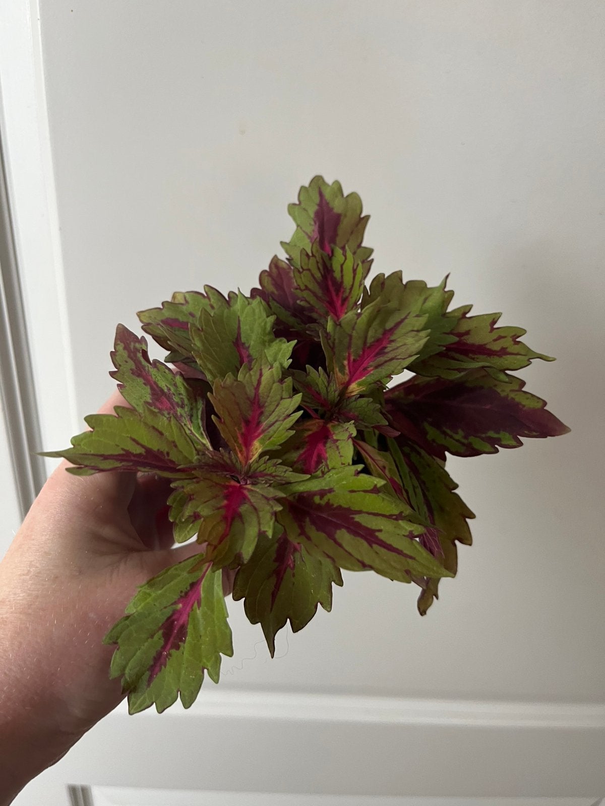 Coleus wizard, Maison & Meubles, Autres espèces, Enlèvement ou Envoi, Plante à fleurs, Moins de 100 cm