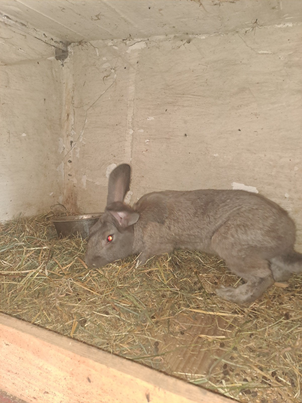 Vlaamse volwassen reus, Mâle, Grand, 0 à 2 ans