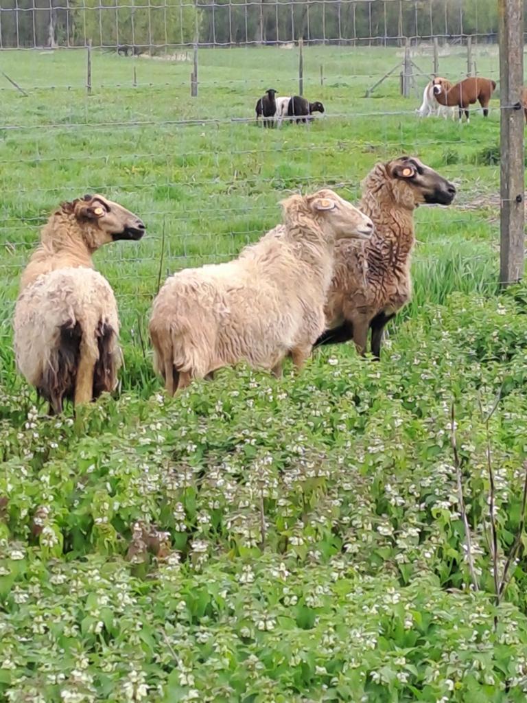 Zelfruiende ooien, Dieren en Toebehoren, Schapen, Geiten en Varkens