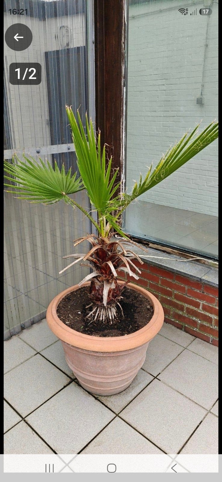 palm en terracotta pot, Tuin en Terras, Ophalen